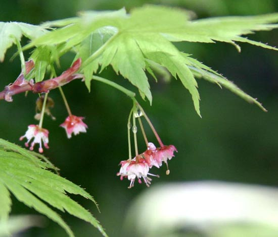 ヒナウチワカエデ Acer Tenuifolium Koidzumi