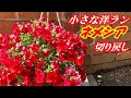 [最新] ネメシア 花 324230-ネメシア 花