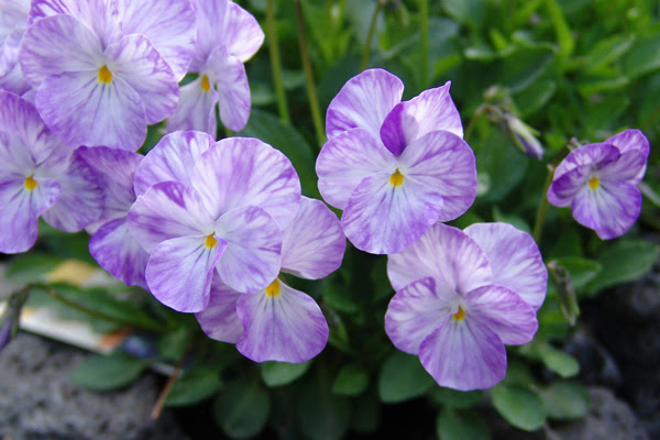 植木鉢で咲かせたい 冬の花選 色どり豊かな草花たち 植木鉢ナビ