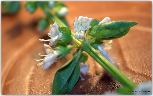 Flores de albahaca