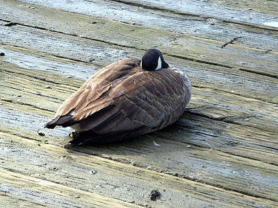 Goose @ 24th Ave dock