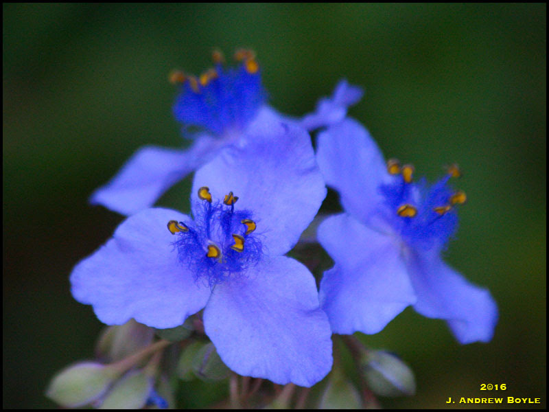 Spiderwort