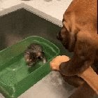 Gentle giant welcoming a new rescue kitty
