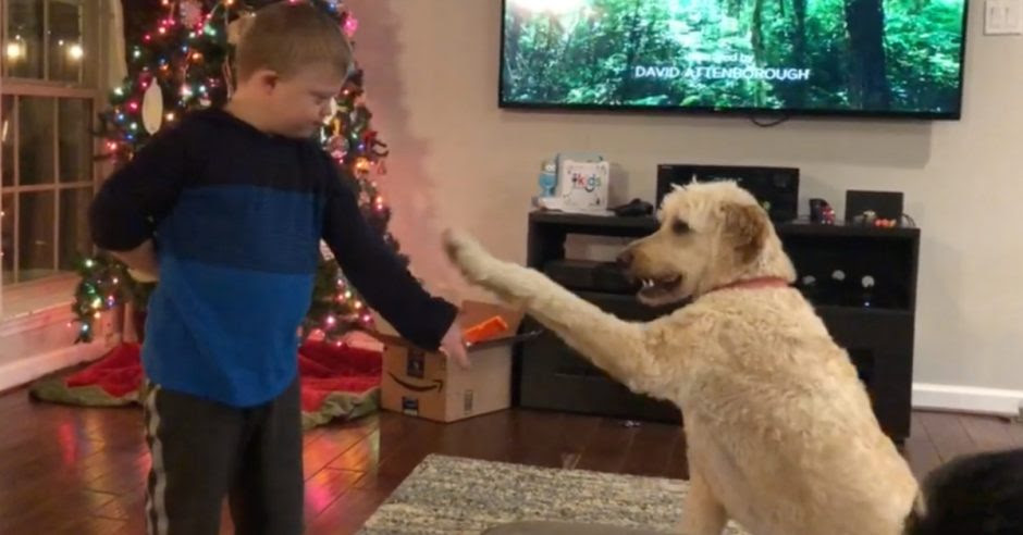 down syndrome child dog training goldendoodle doodles dog