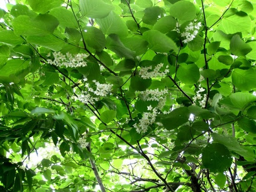 ハクウンボクの花です 葉の形や総状花序で房状に咲く花はエゴノキとは違っていますが エゴノキ属なので一つひとつの花はエゴノキによく似ています しろうと自然科学者の自然観察日記 楽天ブログ