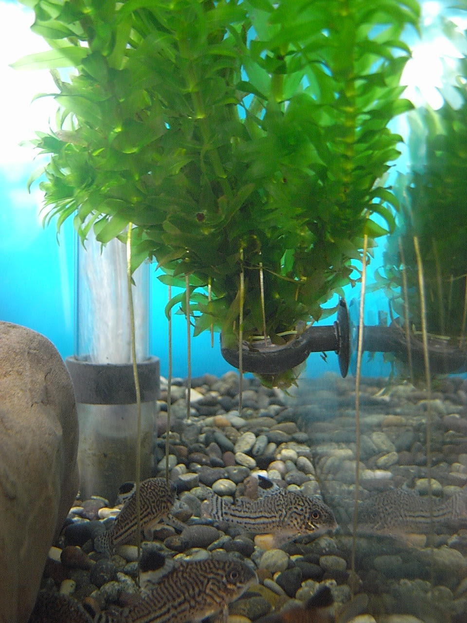 アナカリス 金魚と温泉とワイン
