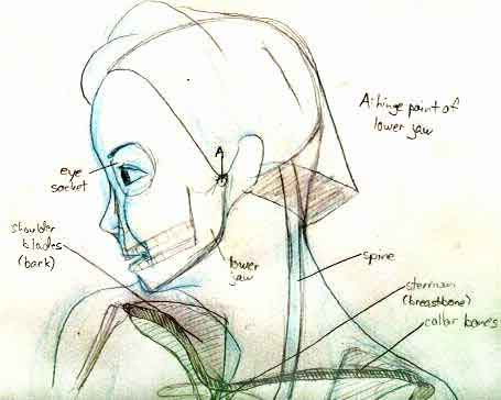 Anatomy of Head