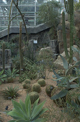 Desert Pavilion, Steinhardt Conservatory, BBG