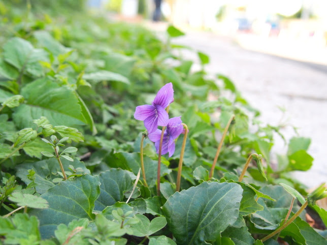 リュウキュウコスミレ花散歩