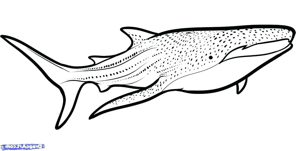 Whale Shark Coloring Page at GetColorings.com | Free printable