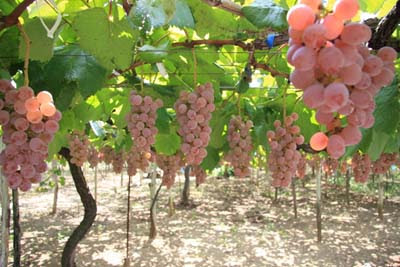 甘いおいしいブドウを育てるには