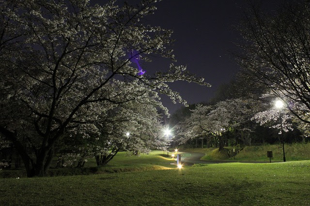 航空公園夜桜見物とおおぐま座渦巻銀河ｍ108 熱狂的阪神ファンのスターな日常