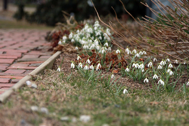 snowdrops, brick walk