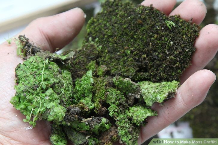 Make Moss Graffiti Step 2.jpg