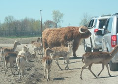 Animal Safari