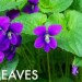 wild violet, violet weed, violet leaves, edible wild violet, edible weeds, foraging, foraged weeds, foraged greens, how to identify wild violet