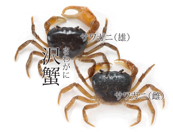 淡水蟹250 サワガニ さかなや魚介類図鑑ブログ
