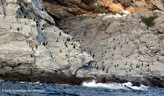 Στις ακατοίκητες νησίδες φωλιάζουν απειλούμενα είδη πουλιών όπως ο Θαλασσοκόρακας, που προστατεύονται σε εθνικό και ευρωπαϊκό επίπεδο