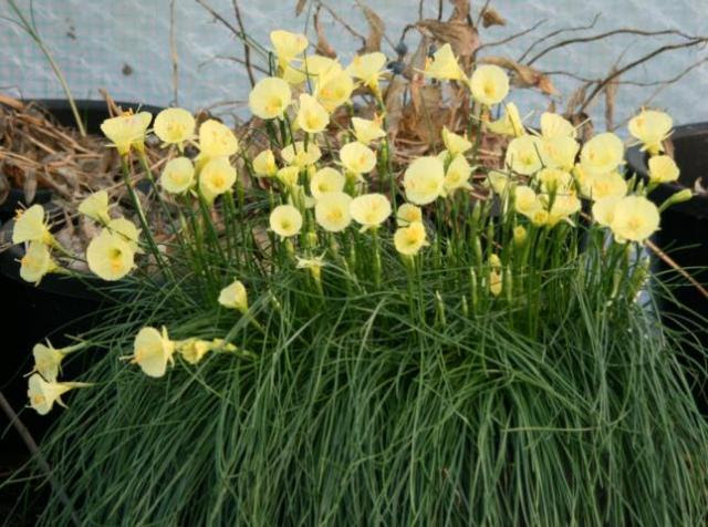 Narcissus_Julia_Jane_RB_013.jpg