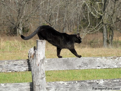 Mr. Midnight on the hayfield fence - FarmgirlFare.com