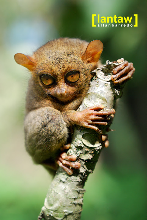 Linan Tarsier