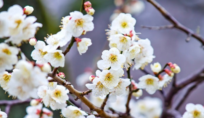 梅の花言葉は怖い 赤 白の色別で16の意味を簡単チェック 花言葉マップ