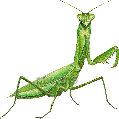 大蟷螂 オオ カマキリのイラスト 条件付フリー素材集