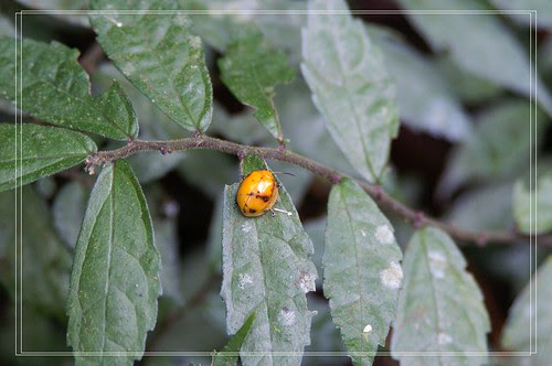 PICT0229