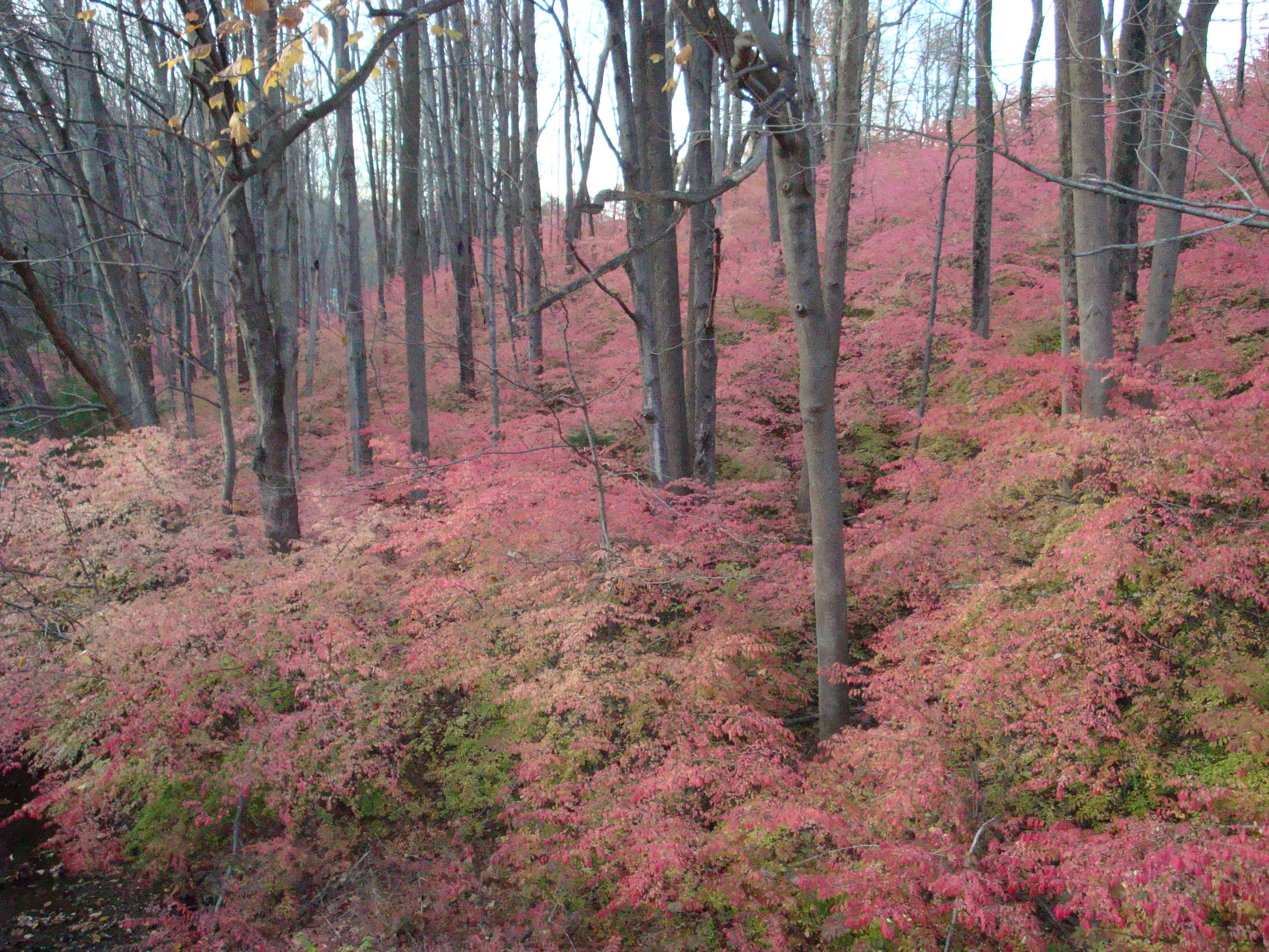 Fall Color Sustainable Garden Design and Restoration