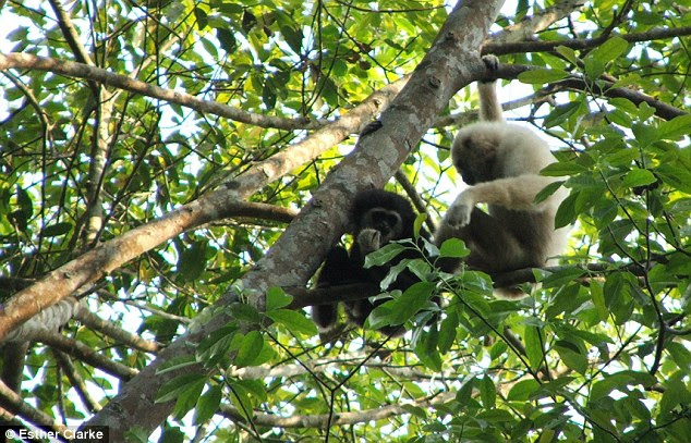 Lar gibbons used hoo calls to warn each other of predators but also during more intimate moments like this