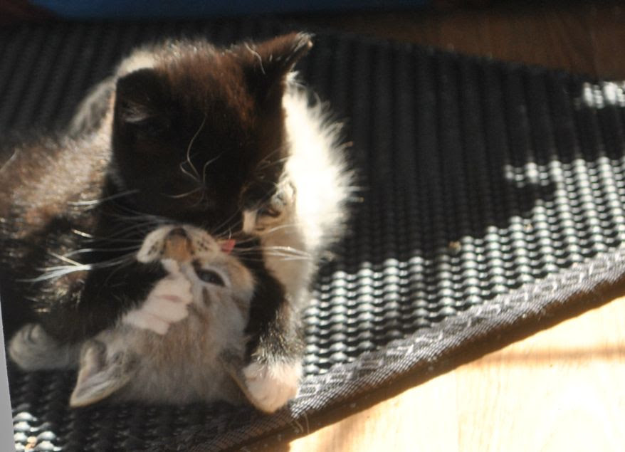 small black and white kitten pins brother to the ground and licks his face