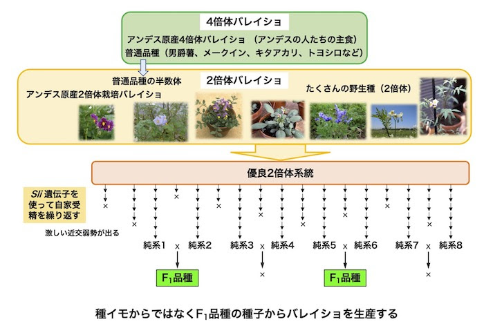Potato Germplasm Enhancement Laboratory