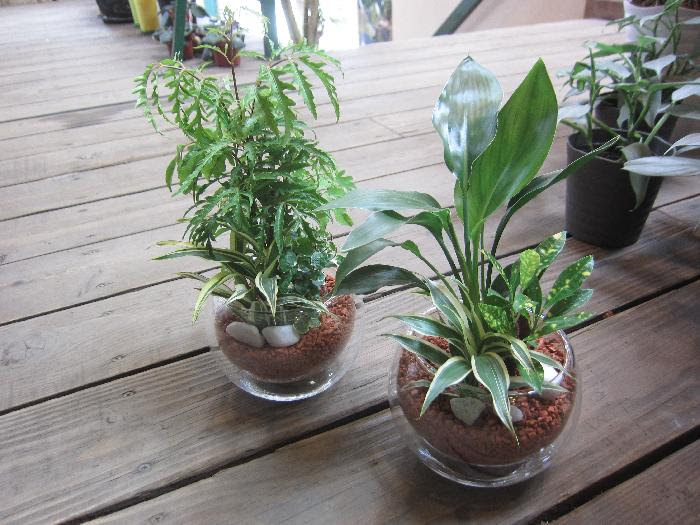 ミニ観葉植物 寄せ植え セラミス植え ２ ５００ 税別 ３種類の観葉植物を使 美笠工藝社