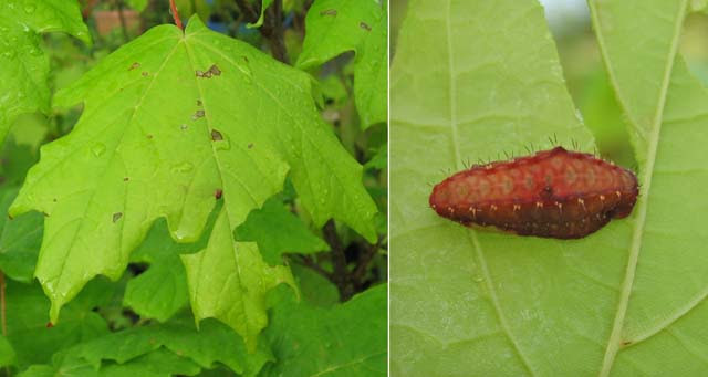 カエデの葉を食べる虫