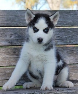 Cheap Siberian Husky Puppies For Sale Phoenix Az Asnclassifieds