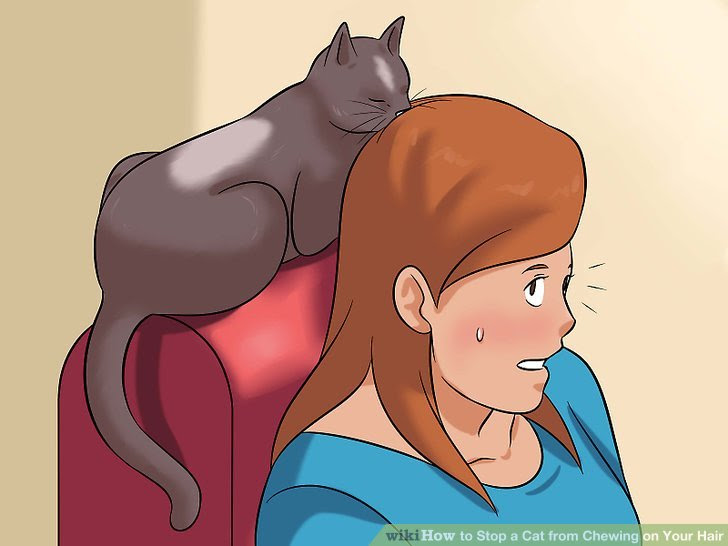 Stop a Cat from Chewing on Your Hair Step 1 Version 2.jpg