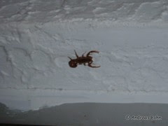 Skorpion