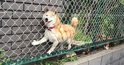 爆笑 海外サイトで公開されたペットの面白写真 新華網日本語
