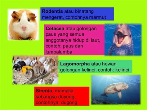 contoh hewan mamalia sapi contoh bu