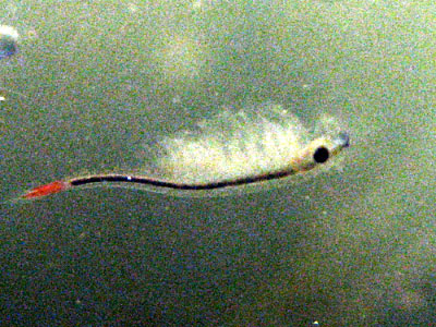 アクアリウムお気楽オークションblog 田んぼの生き物 ホウネンエビ