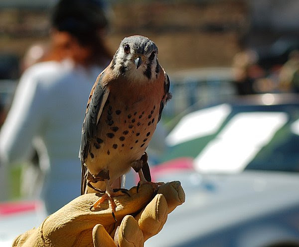 DSC_0585_kestrel_forward