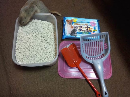 なすのみそいため 我が家のリチャードソンジリスの飼い方 12 前編
