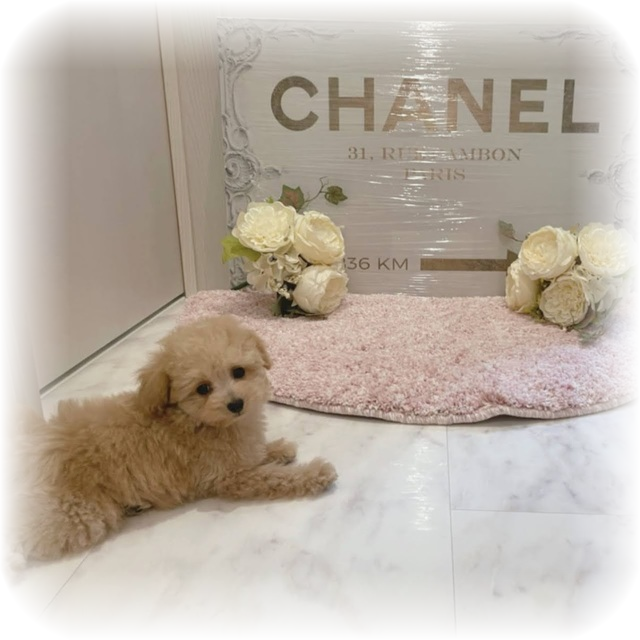 トイプードルはうす もも 東京 世田谷区 プードル専門の子犬販売