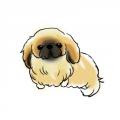 ドラネコの無料イラスト ペキニーズ フォーン 犬
