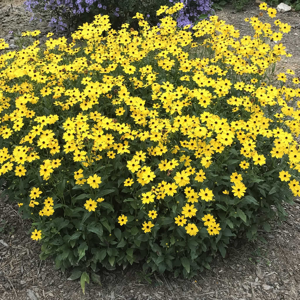 Image of Coreopsis Summer Sunshine close-up