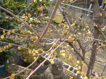 ロウバイの剪定実践編 わしゃあ 植木屋じゃけぇ 広島己斐の庭師のブログ
