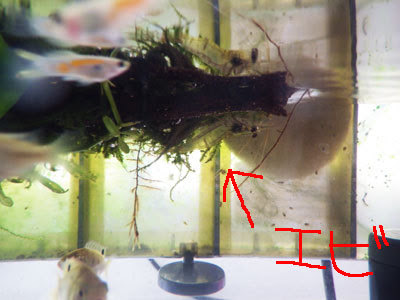 恐るべし野生の水草 熱帯魚も採れた 沖縄の普天間にある小さなtシャツ屋