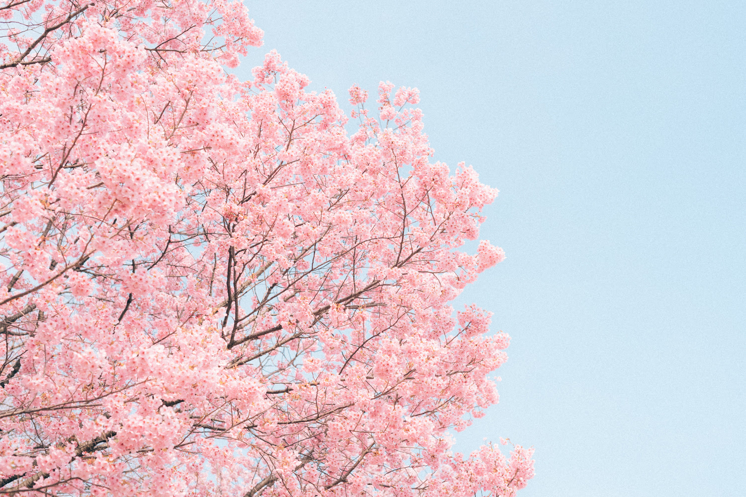 こんな桜の写真が撮りたかった の解説 コトノハカメラ