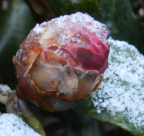 todayflowersDSCN0240