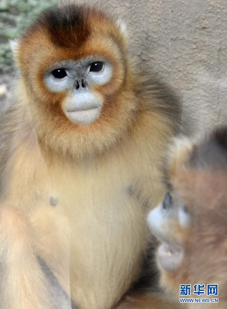 かわいい動物たちの暑さ対策 北京動物園